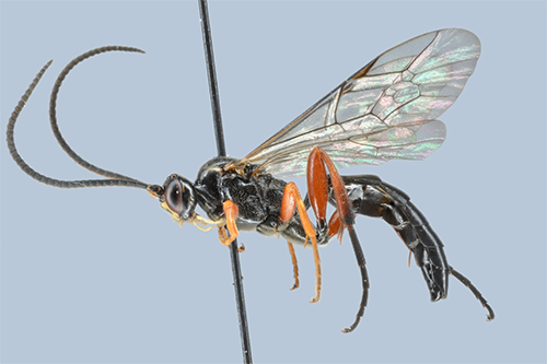 Cratichneumon flavifrons